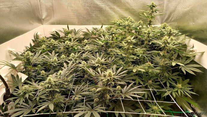 UKHTA. Fruit Gum. Week 11