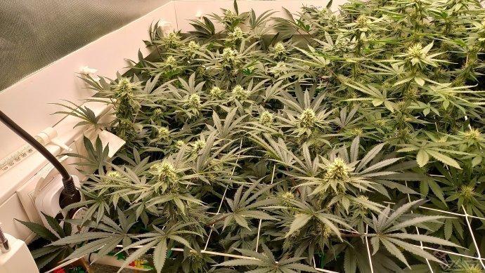 UKHTA. Fruit Gum. Week 11