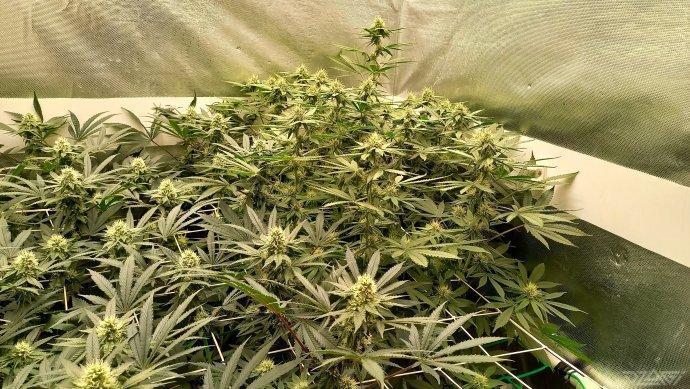 UKHTA. Fruit Gum. Week 11