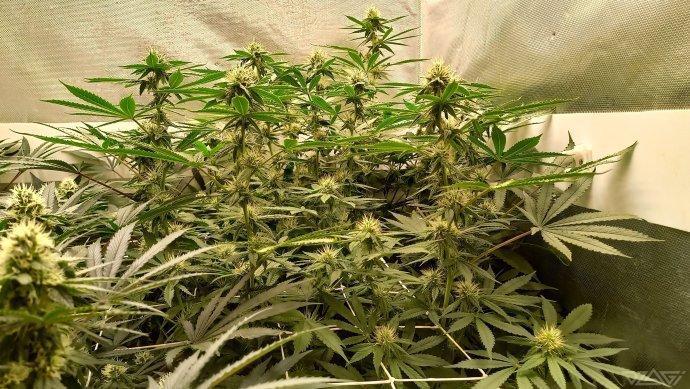 UKHTA. Fruit Gum. Week 11