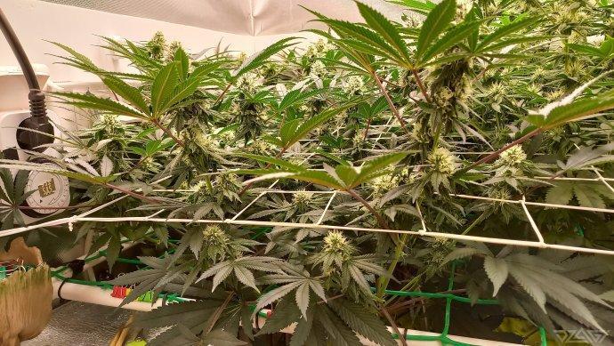 UKHTA. Fruit Gum. Week 11