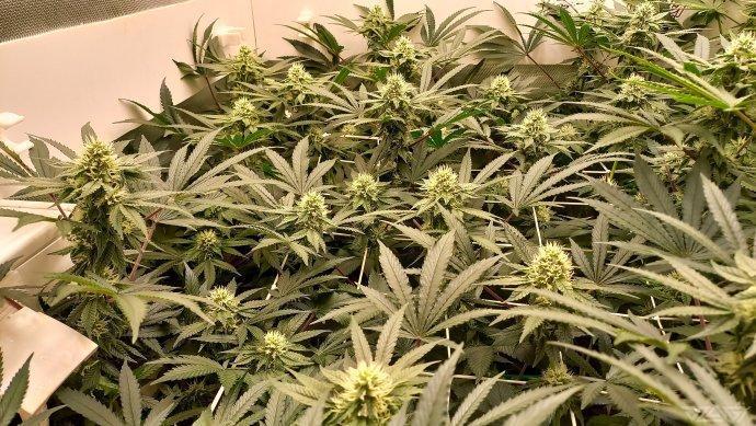 UKHTA. Fruit Gum. Week 11