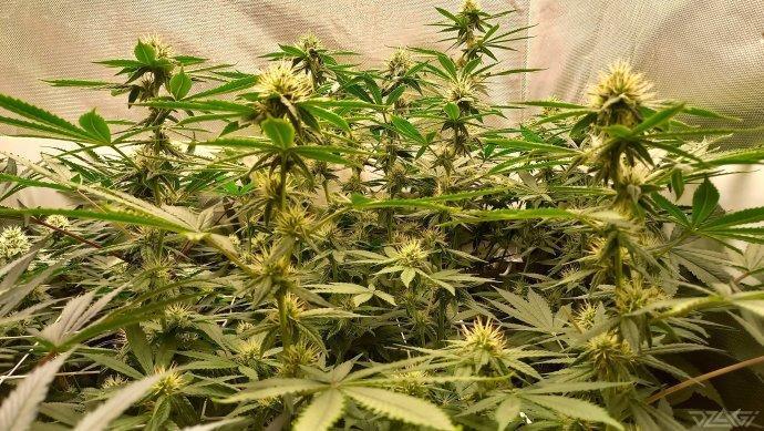 UKHTA. Fruit Gum. Week 11
