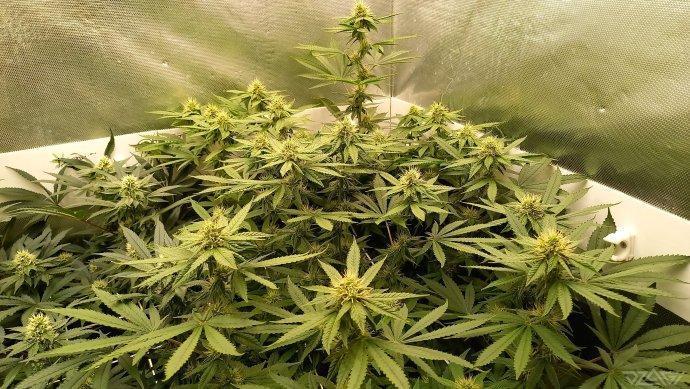 UKHTA. Fruit Gum. Week 11