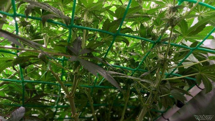 UKHTA. Fruit Gum. Week 11