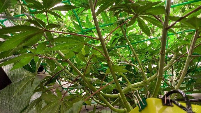 UKHTA. Fruit Gum. Week 11