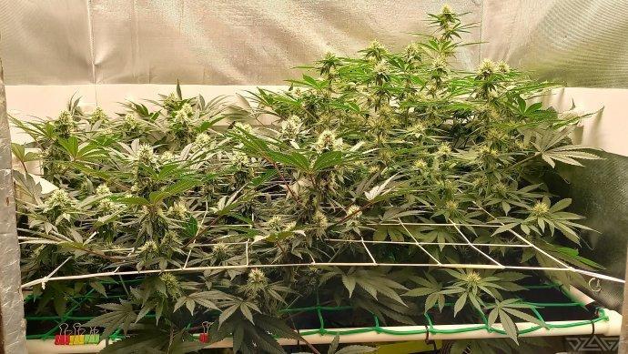 UKHTA. Fruit Gum. Week 11