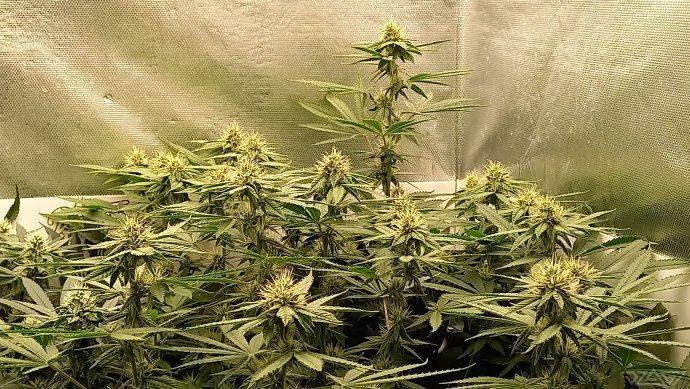 UKHTA. Fruit Gum. Week 11