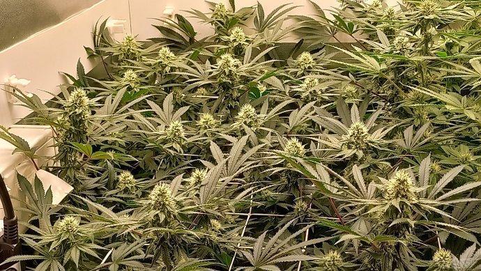 UKHTA. Fruit Gum. Week 11