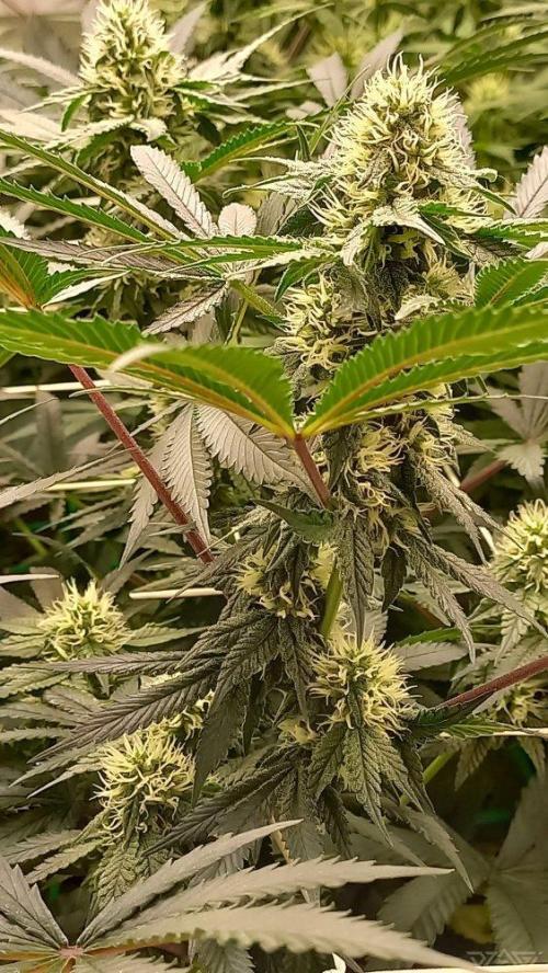 UKHTA. Fruit Gum. Week 11