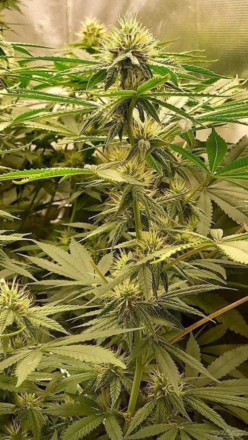 UKHTA. Fruit Gum. Week 11