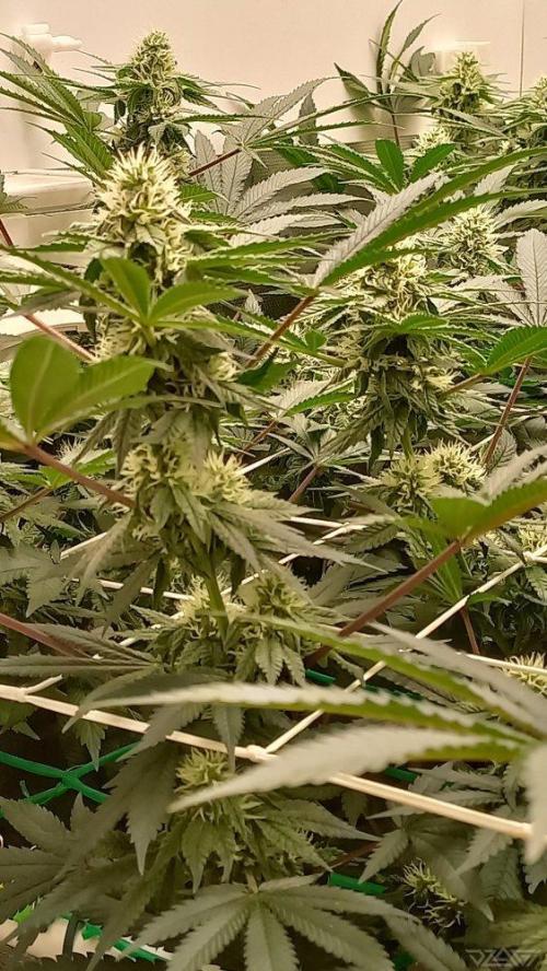 UKHTA. Fruit Gum. Week 11