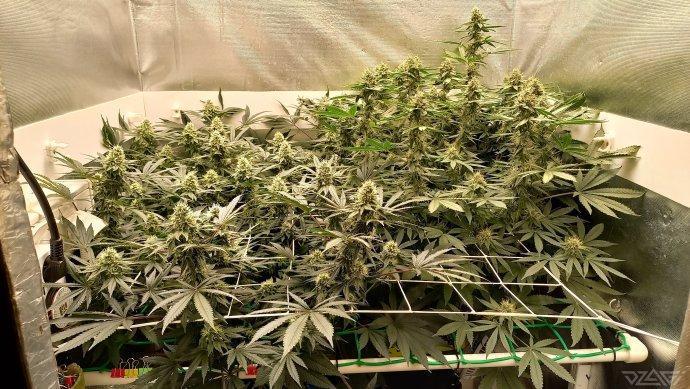 UKHTA. Fruit Gum. Week 12