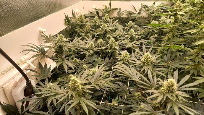 UKHTA. Fruit Gum. Week 12