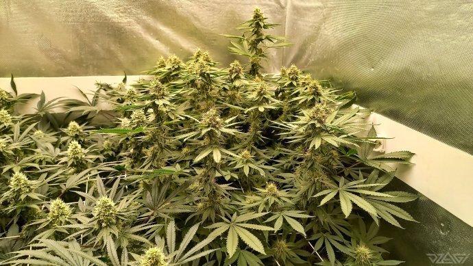UKHTA. Fruit Gum. Week 12