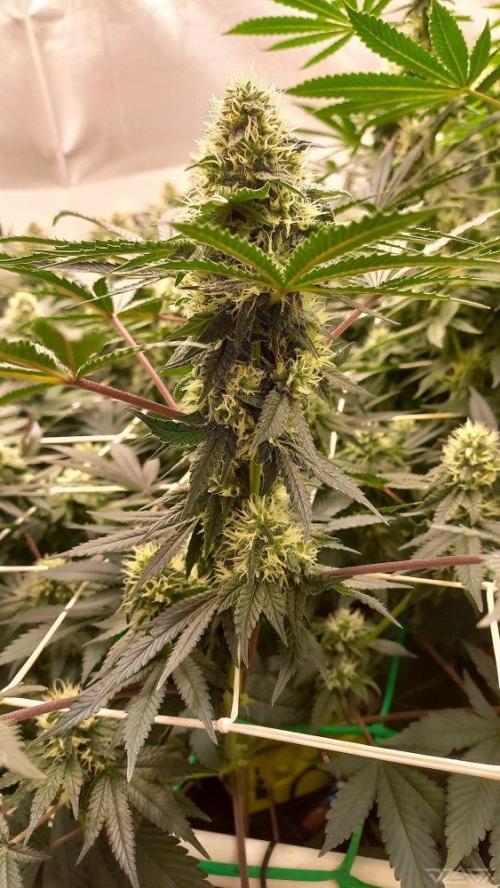 UKHTA. Fruit Gum. Week 12