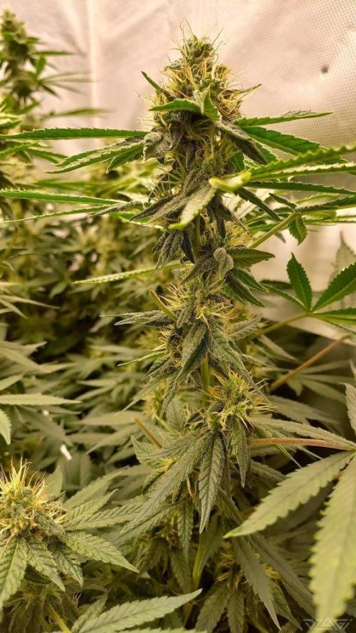 UKHTA. Fruit Gum. Week 12