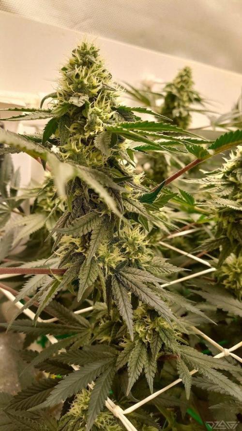 UKHTA. Fruit Gum. Week 12