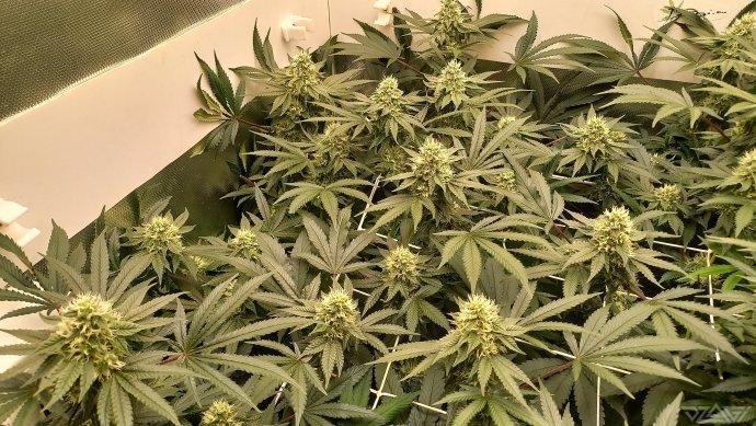 UKHTA. Fruit Gum. Week 12