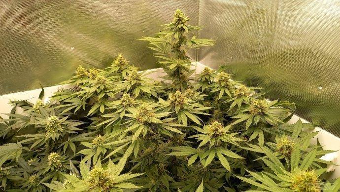 UKHTA. Fruit Gum. Week 12