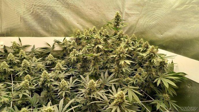 UKHTA. Fruit Gum. Week 13