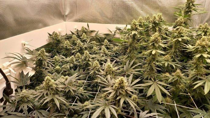 UKHTA. Fruit Gum. Week 13