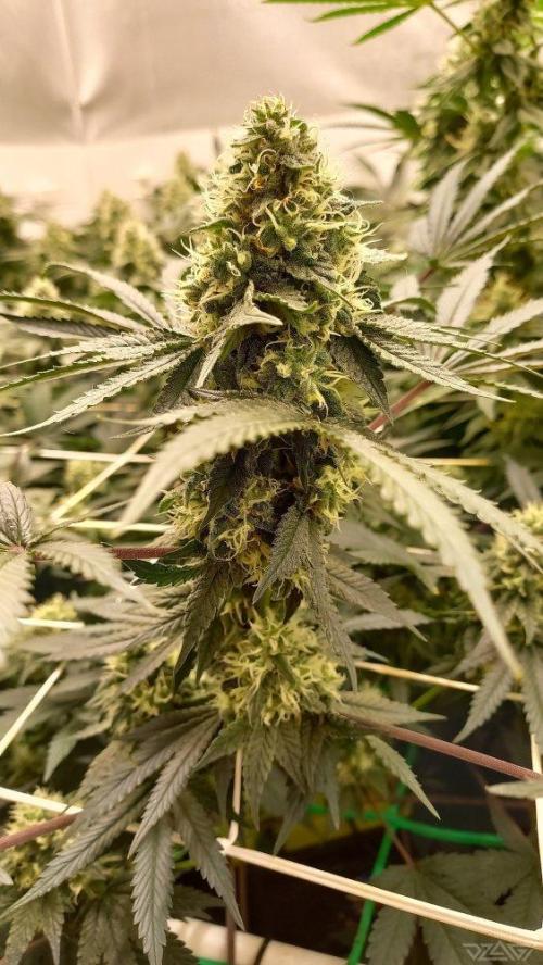 UKHTA. Fruit Gum. Week 13