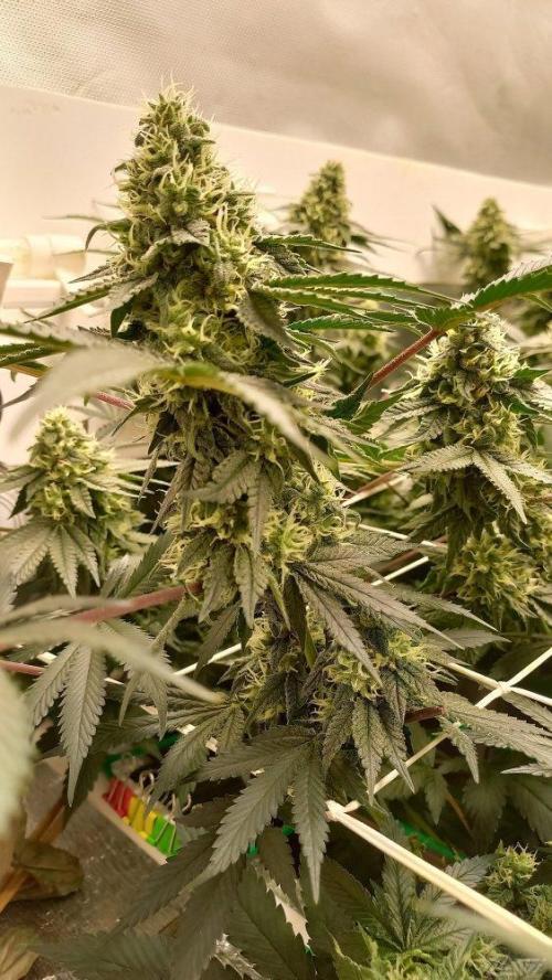 UKHTA. Fruit Gum. Week 13