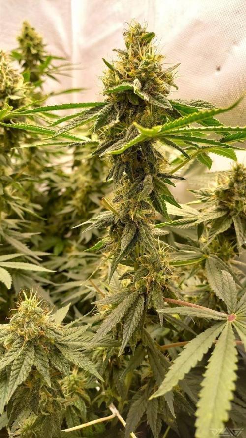 UKHTA. Fruit Gum. Week 13