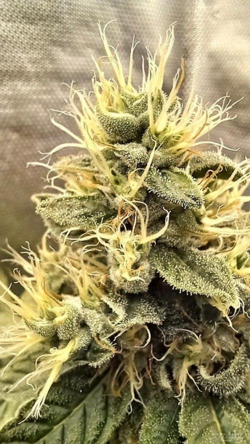 UKHTA. Fruit Gum. Week 13