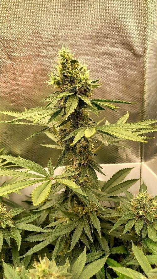 UKHTA. Fruit Gum. Week 13