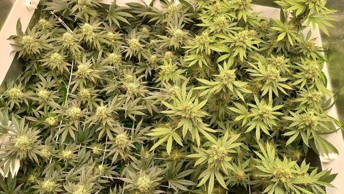 UKHTA. Fruit Gum. Week 13