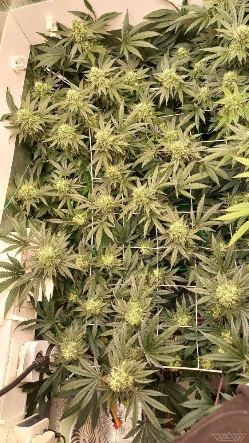 UKHTA. Fruit Gum. Week 13
