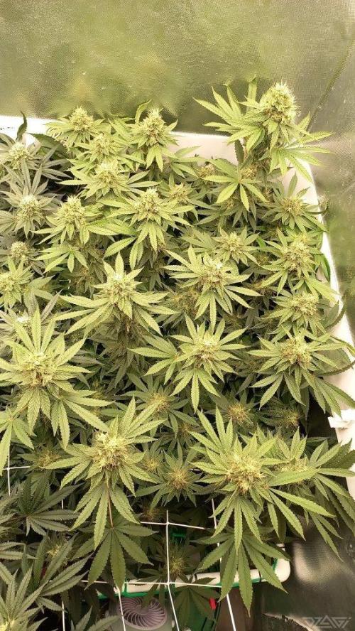 UKHTA. Fruit Gum. Week 13