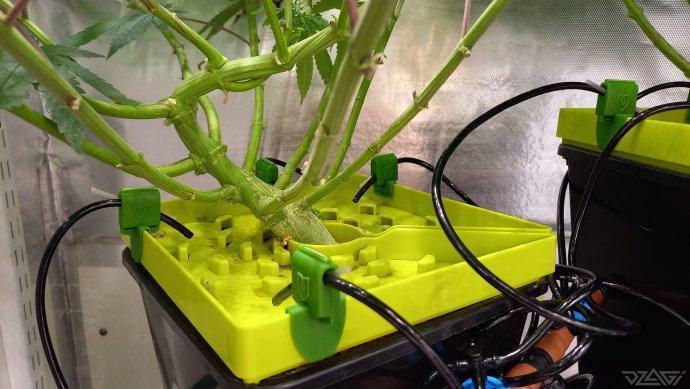 UKHTA. Fruit Gum. Week 13