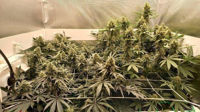UKHTA. Fruit Gum. Week 14
