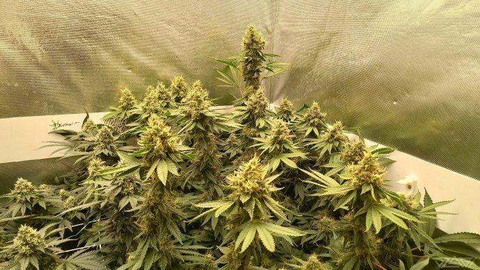 UKHTA. Fruit Gum. Week 14