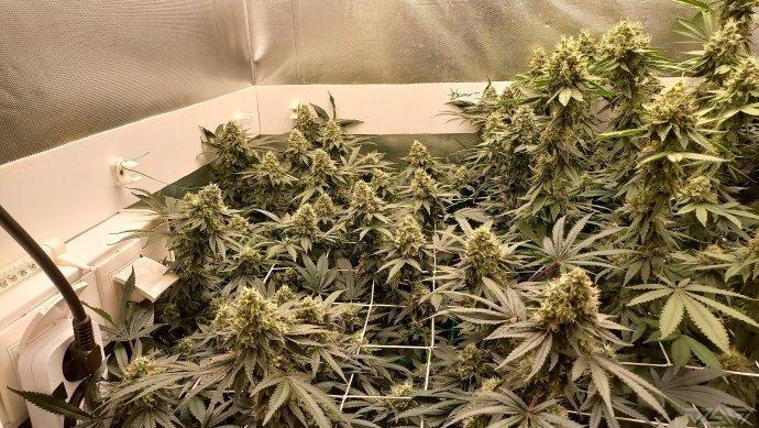 UKHTA. Fruit Gum. Week 14