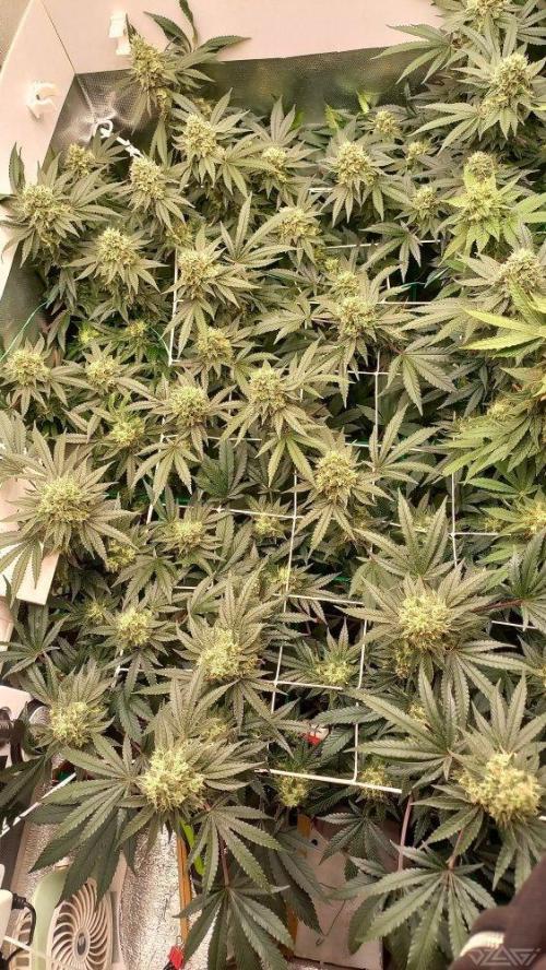 UKHTA. Fruit Gum. Week 14