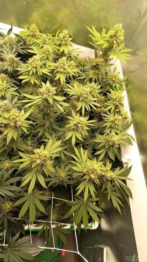 UKHTA. Fruit Gum. Week 14