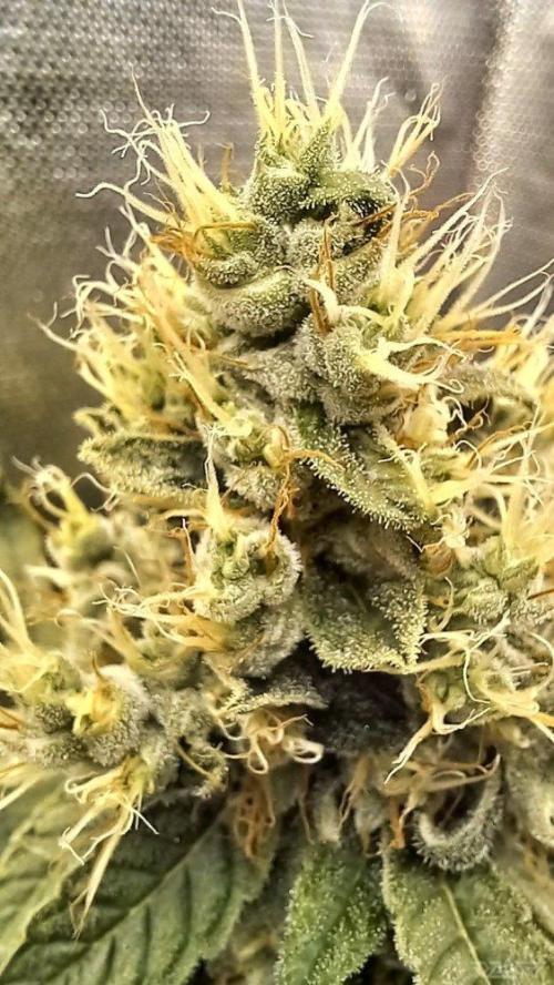 UKHTA. Fruit Gum. Week 14