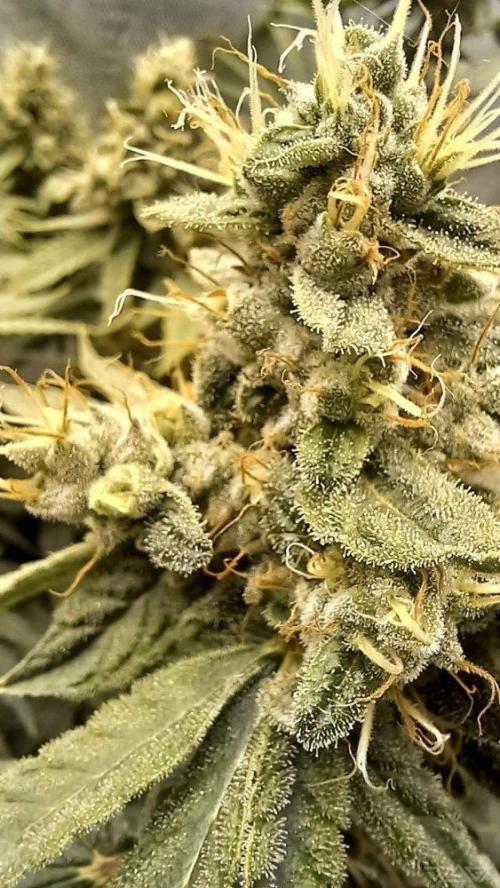 UKHTA. Fruit Gum. Week 14