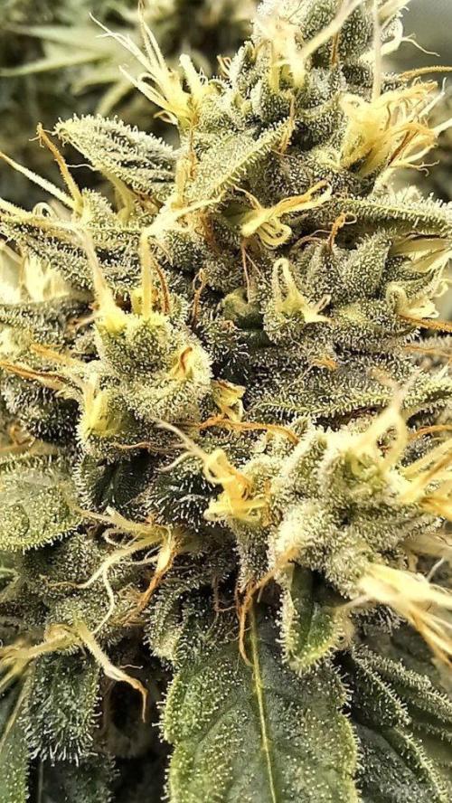 UKHTA. Fruit Gum. Week 14