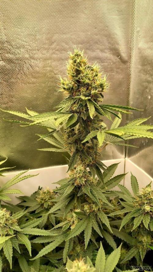 UKHTA. Fruit Gum. Week 14