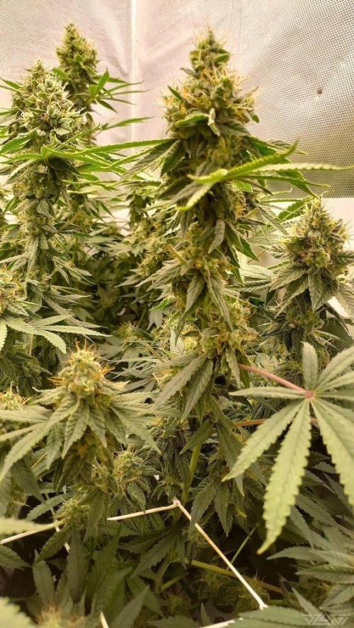 UKHTA. Fruit Gum. Week 14