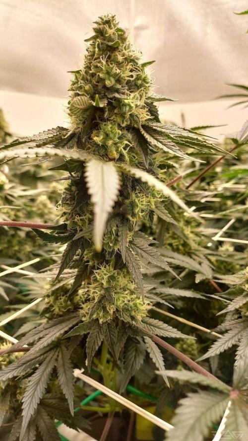 UKHTA. Fruit Gum. Week 14