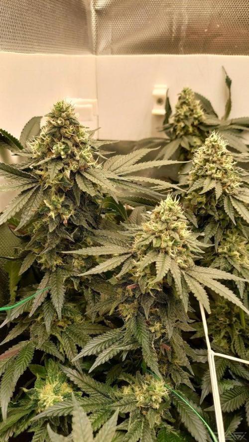 UKHTA. Fruit Gum. Week 14