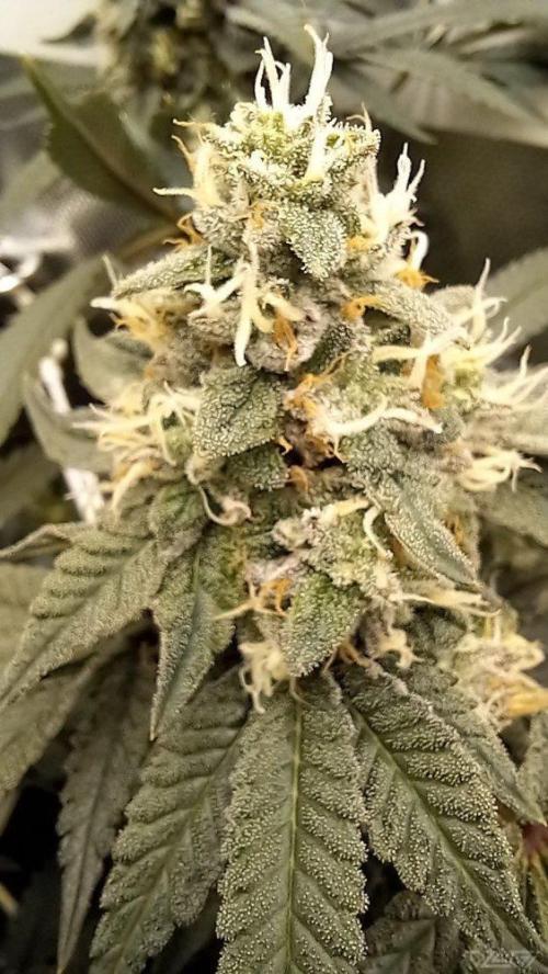 UKHTA. Fruit Gum. Week 14