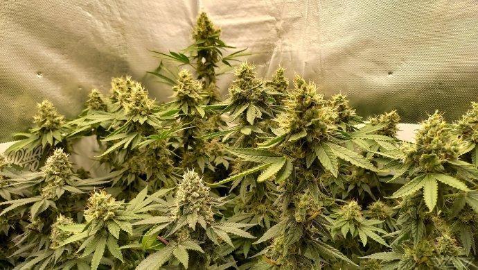 UKHTA. Fruit Gum. Week 14