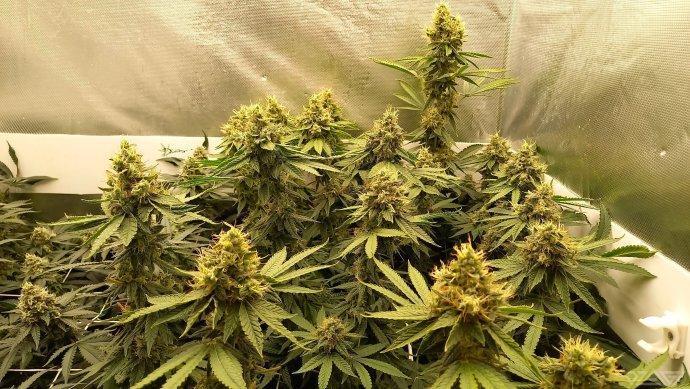 UKHTA. Fruit Gum. Week 14